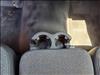 2003 Chevrolet Silverado 2500 Work Truck